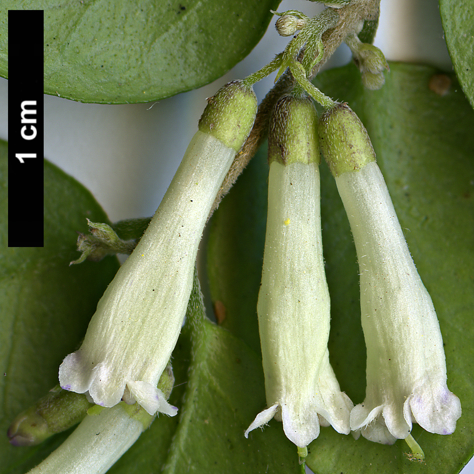 High resolution image: Family: Verbenaceae - Genus: Rhaphithamnus - Taxon: spinosus